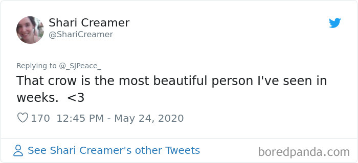 This Crow Appears To Be Helping A Hedgehog Cross The Street