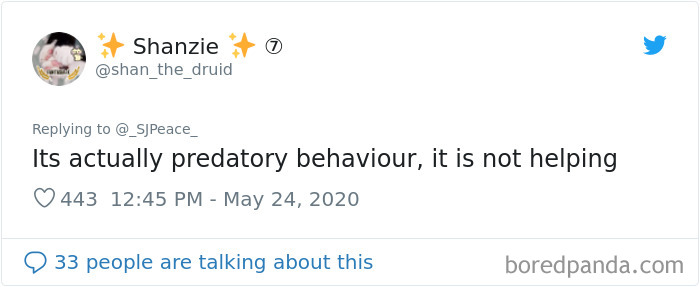 This Crow Appears To Be Helping A Hedgehog Cross The Street