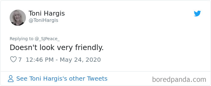 This Crow Appears To Be Helping A Hedgehog Cross The Street