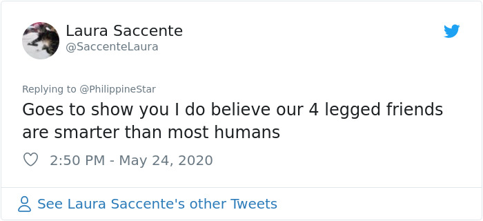 People In The Philippines Spotted Stray Cats Occupying The Circle Marks Near The Market