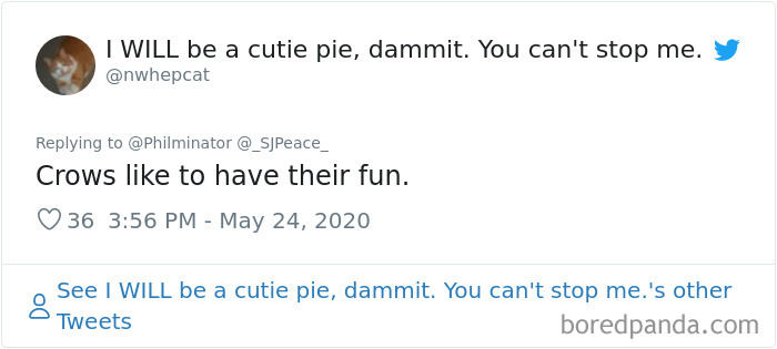 This Crow Appears To Be Helping A Hedgehog Cross The Street This Crow Appears To Be Helping A Hedgehog Cross The Street