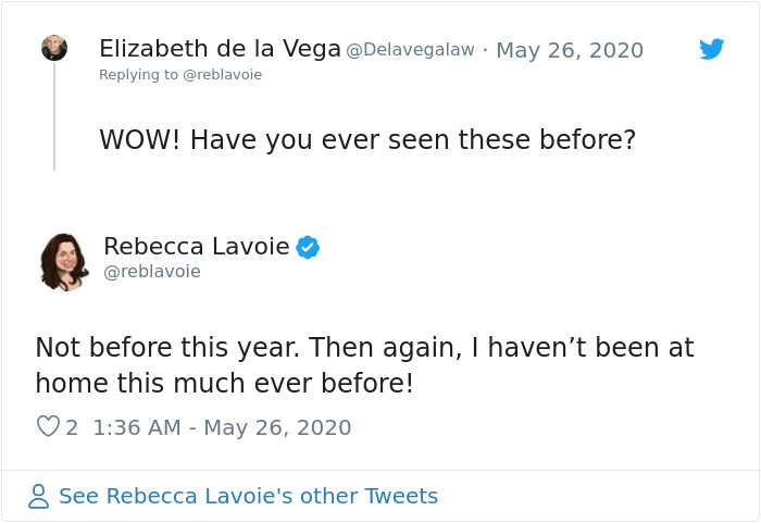 Woman Notices A Fancy Moth In Her Backyard, Turns Out It's The Cosmoth