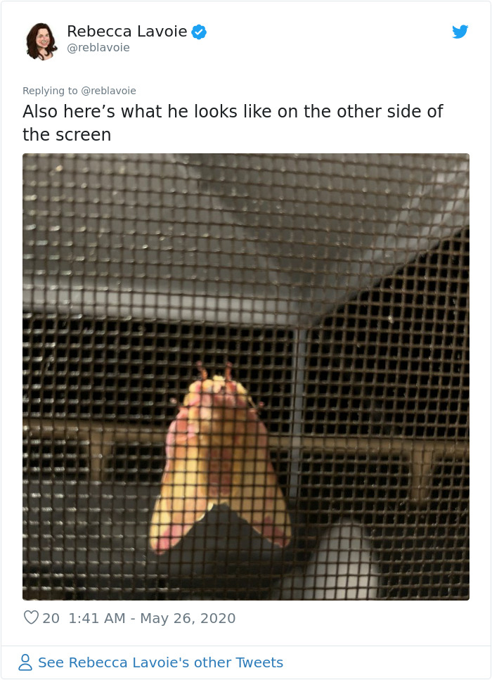 Woman Notices A Fancy Moth In Her Backyard, Turns Out It's The Cosmoth