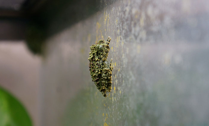 Vietnamese Mossy Frog