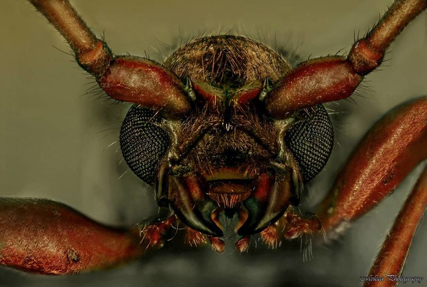 Date Palm Stem Borer