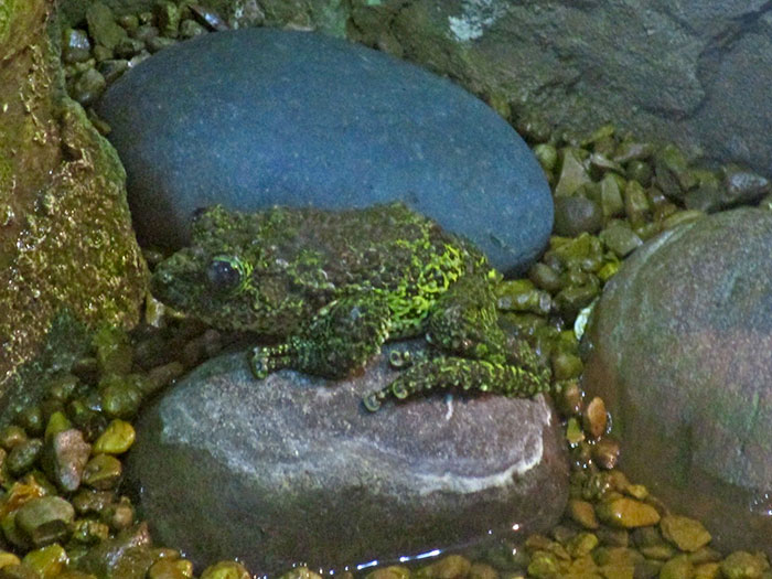 Vietnamese Mossy Frog