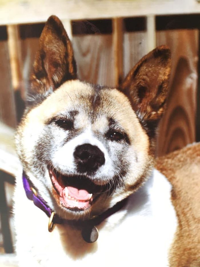 Dog Owner Searches For A Replacement Dog But Instead Finds His Lost Dog Who Was Stolen A Year Ago