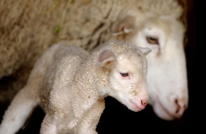 15 Years I Photographed Motherly Love Across The Animal Kingdom