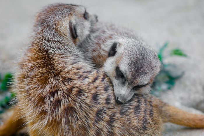 15 Years I Photographed Motherly Love Across The Animal Kingdom