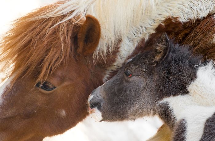 15 Years I Photographed Motherly Love Across The Animal Kingdom
