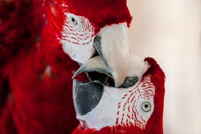 15 Years I Photographed Motherly Love Across The Animal Kingdom