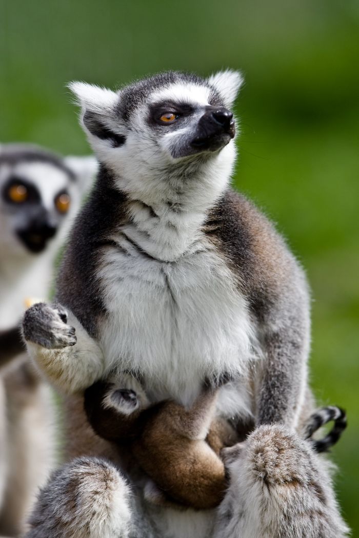 15 Years I Photographed Motherly Love Across The Animal Kingdom