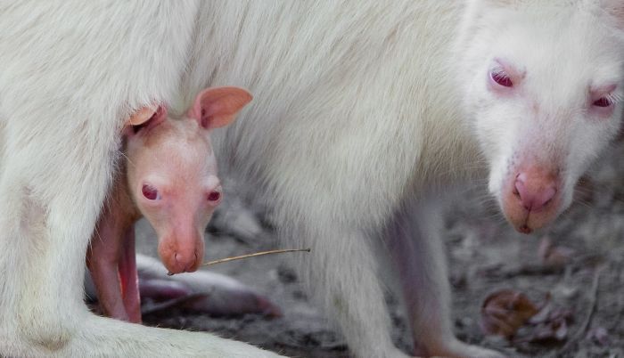 15 Years I Photographed Motherly Love Across The Animal Kingdom