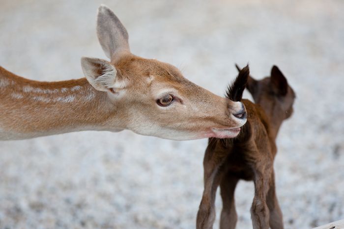 15 Years I Photographed Motherly Love Across The Animal Kingdom