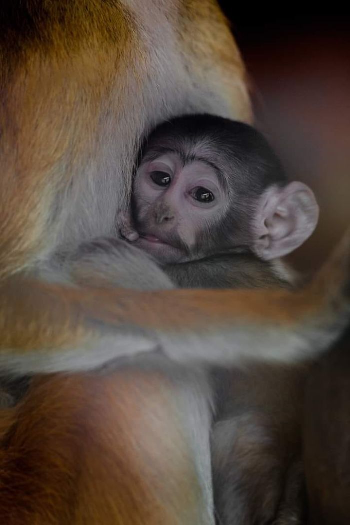 15 Years I Photographed Motherly Love Across The Animal Kingdom
