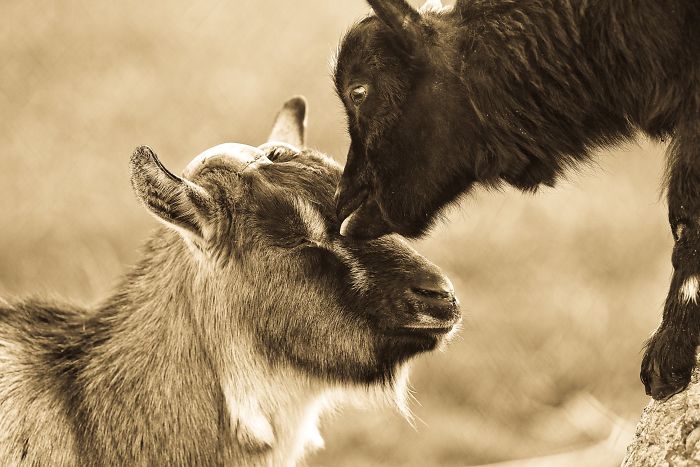 15 Years I Photographed Motherly Love Across The Animal Kingdom