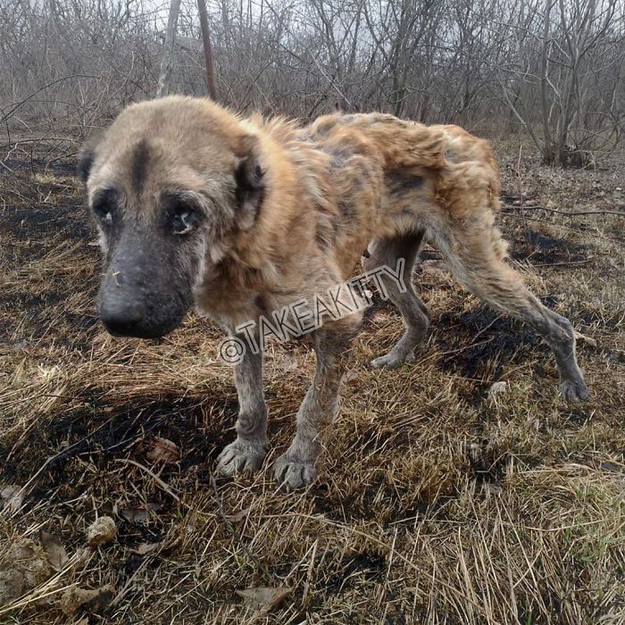 People Find A Dog Left For Dead By Breeders With Her Uterus Hanging Out People Find A Dog Left For Dead By Breeders With Her Uterus Hanging Out