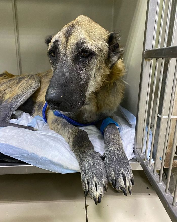 People Find A Dog Left For Dead By Breeders With Her Uterus Hanging Out People Find A Dog Left For Dead By Breeders With Her Uterus Hanging Out