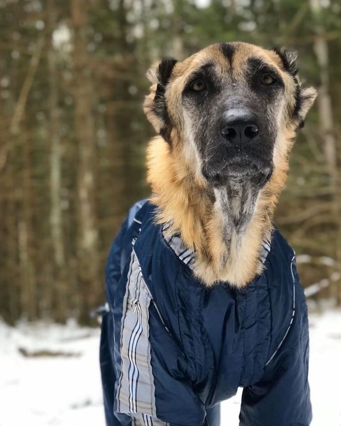 People Find A Dog Left For Dead By Breeders With Her Uterus Hanging Out