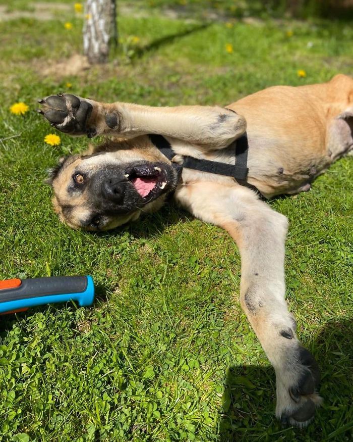 People Find A Dog Left For Dead By Breeders With Her Uterus Hanging Out People Find A Dog Left For Dead By Breeders With Her Uterus Hanging Out