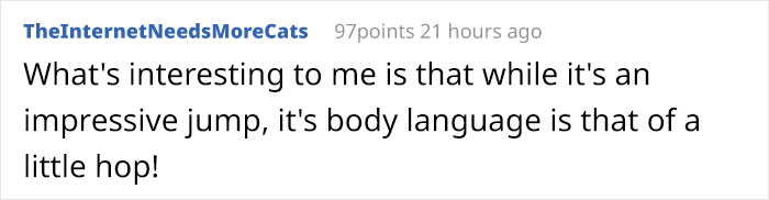 Wild Bobcat Makes This Huge Leap Over The River Seem Effortless And The Video Goes Viral Wild Bobcat Makes This Huge Leap Over The River Seem Effortless And The Video Goes Viral