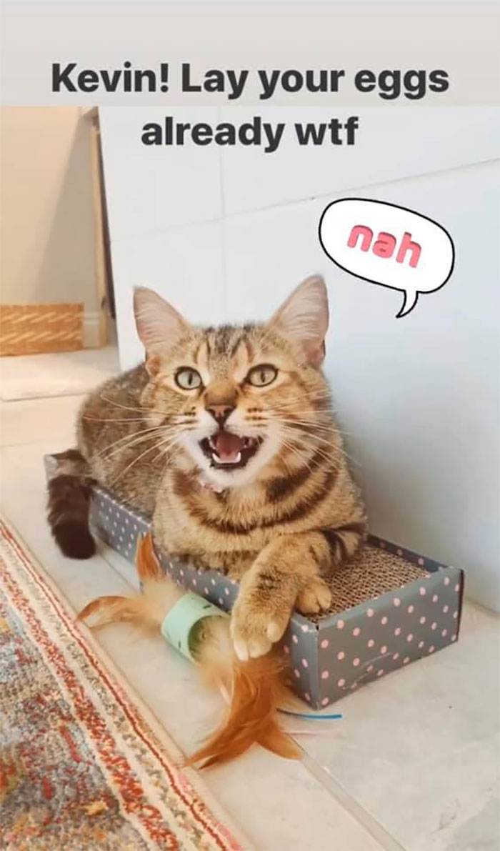 Woman Hilariously Documents Her Attempt To Take Care Of The Cat Who Wouldn't Stop Visiting Her Woman Hilariously Documents Her Attempt To Take Care Of The Cat Who Wouldn't Stop Visiting Her