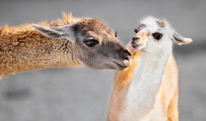 15 Years I Photographed Motherly Love Across The Animal Kingdom