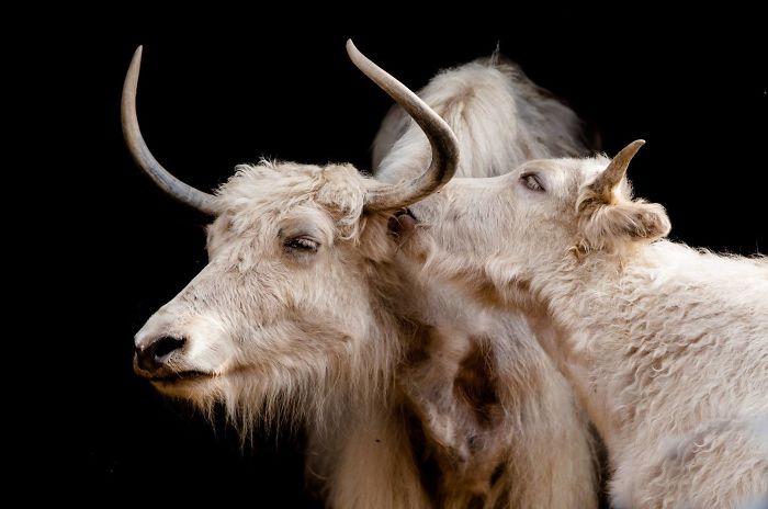 15 Years I Photographed Motherly Love Across The Animal Kingdom