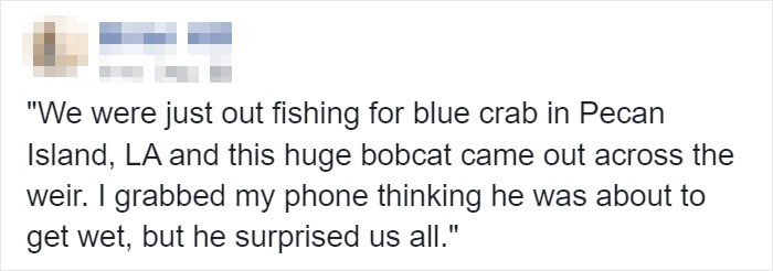 Wild Bobcat Makes This Huge Leap Over The River Seem Effortless And The Video Goes Viral Wild Bobcat Makes This Huge Leap Over The River Seem Effortless And The Video Goes Viral