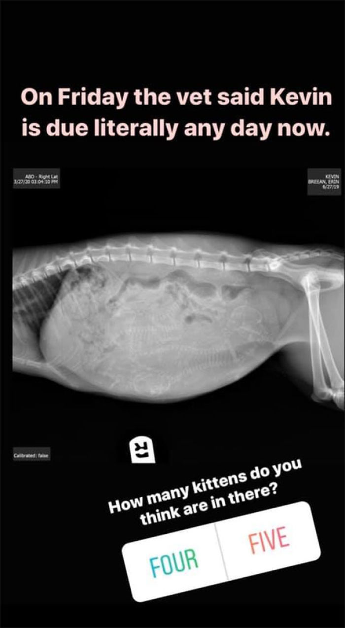 Woman Hilariously Documents Her Attempt To Take Care Of The Cat Who Wouldn't Stop Visiting Her Woman Hilariously Documents Her Attempt To Take Care Of The Cat Who Wouldn't Stop Visiting Her