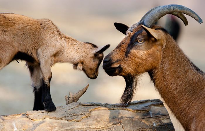 15 Years I Photographed Motherly Love Across The Animal Kingdom