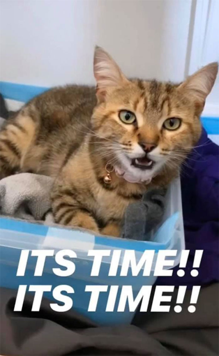 Woman Hilariously Documents Her Attempt To Take Care Of The Cat Who Wouldn't Stop Visiting Her Woman Hilariously Documents Her Attempt To Take Care Of The Cat Who Wouldn't Stop Visiting Her