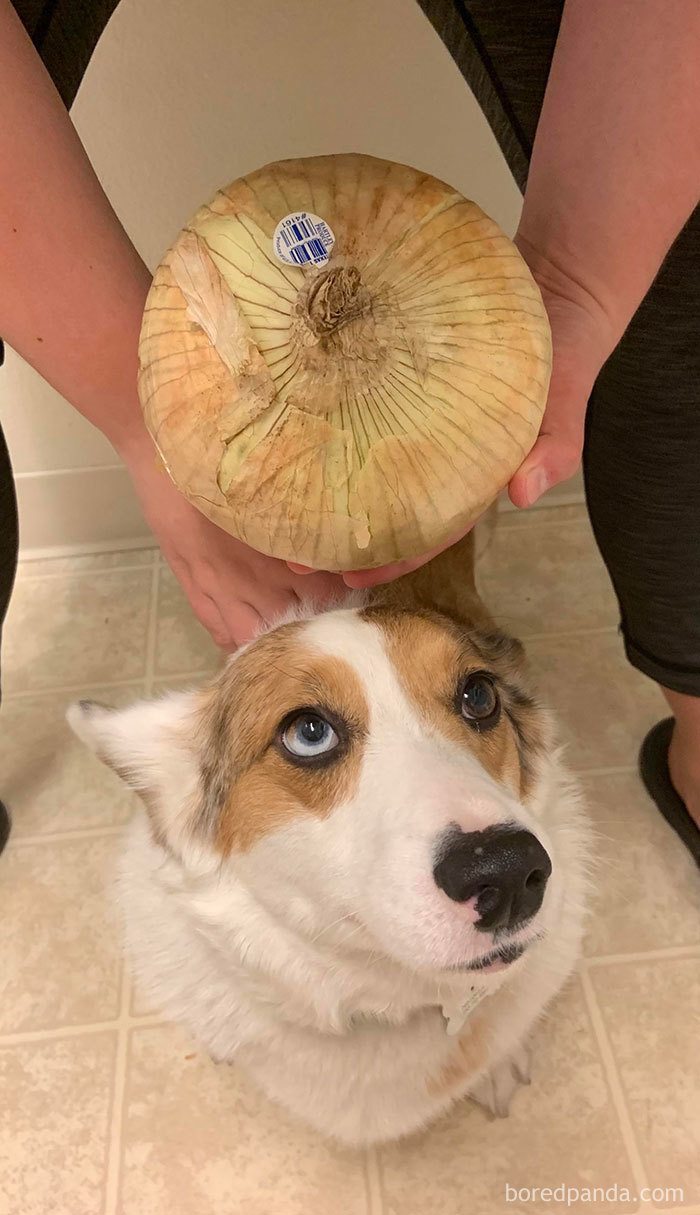 Giant-Produce-Food-Delivery-Quarantine