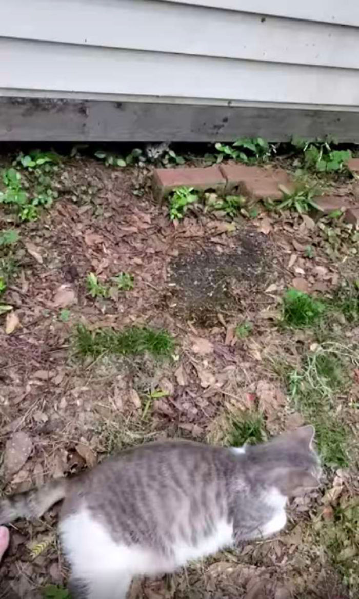 Stray Cat Brings The Woman Who’s Been Feeding Her For A Couple Of Days To Meet Her Babies Stray Cat Brings The Woman Who’s Been Feeding Her For A Couple Of Days To Meet Her Babies