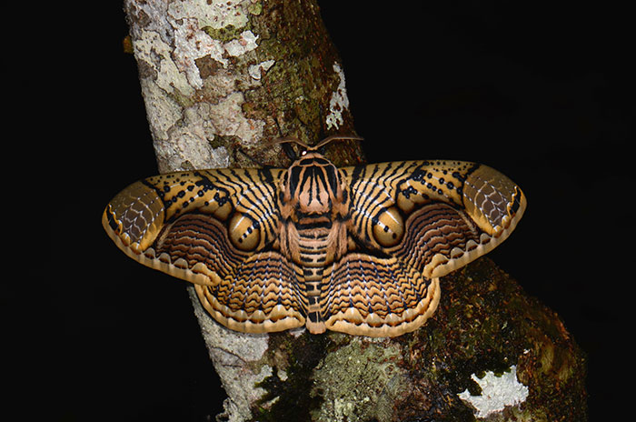 Wildlife Photographer Shares Mesmerizing Footage Of A Giant Brahmin Moth With Tiger Eye Wing Pattern Wildlife Photographer Shares Mesmerizing Footage Of A Giant Brahmin Moth With Tiger Eye Wing Pattern