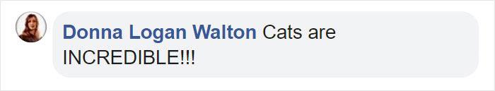 Wild Bobcat Makes This Huge Leap Over The River Seem Effortless And The Video Goes Viral