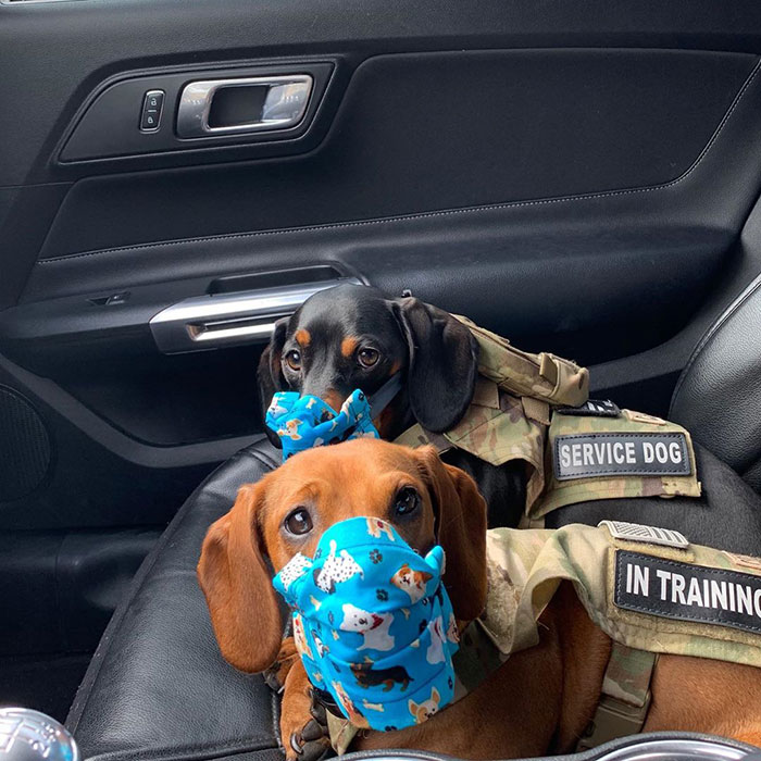 This Fedex Driver Takes His Puppies On Deliveries With Him After Their Daycare Closes This Fedex Driver Takes His Puppies On Deliveries With Him After Their Daycare Closes