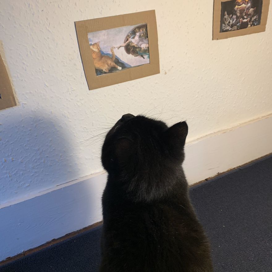 Cat Gets Injured And Can't Leave Home So His Owner Makes Him Art Gallery To Cheer Him Up