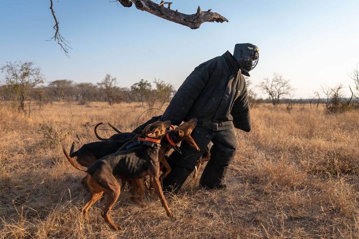 Dogs Trained To Protect Wildlife Save 45 Rhinos From Poachers Dogs Trained To Protect Wildlife Save 45 Rhinos From Poachers