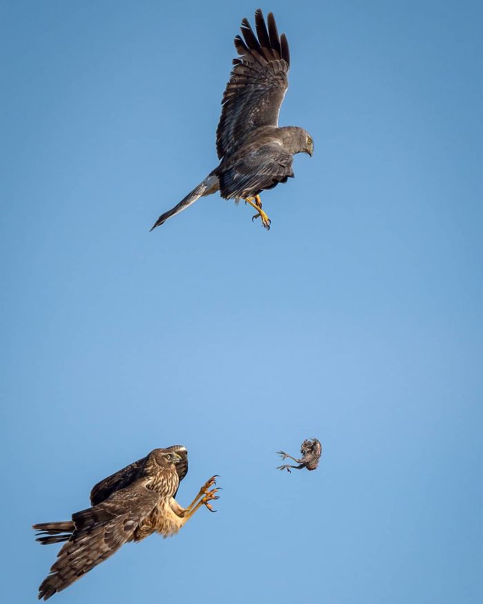 Photographer Captured Two Northern Harriers Exchanging Prey Mid-Air Photographer Captured Two Northern Harriers Exchanging Prey Mid-Air