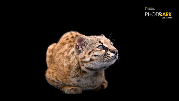 Smallest Wild Cat In Western Hemisphere Gets Cuter As Video Unveils What It Sounds Like Smallest Wild Cat In Western Hemisphere Gets Cuter As Video Unveils What It Sounds Like