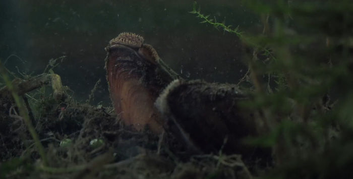 Someone Explains How Poland Uses Clams To Control Its Water Supply And It's Pretty Crazy Someone Explains How Poland Uses Clams To Control Its Water Supply And It's Pretty Crazy