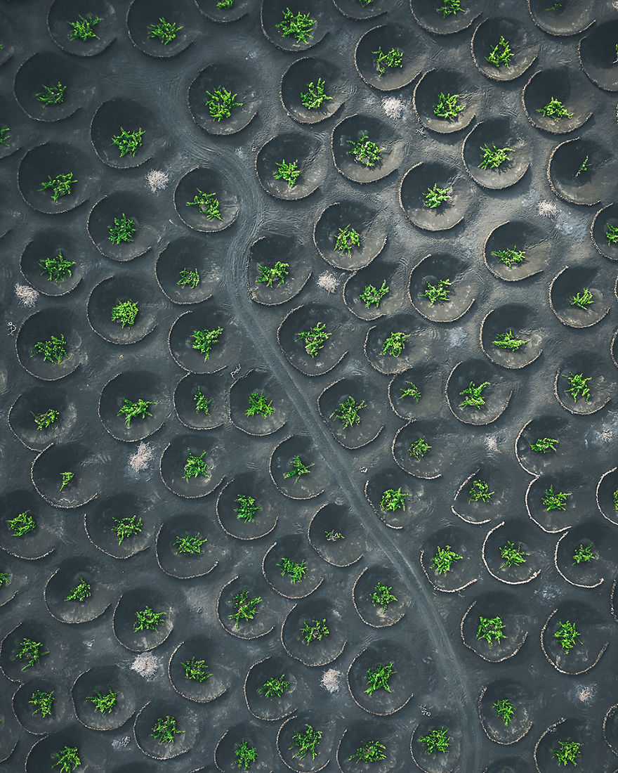 Grapevine Cultivation On A Volcano (Spain)