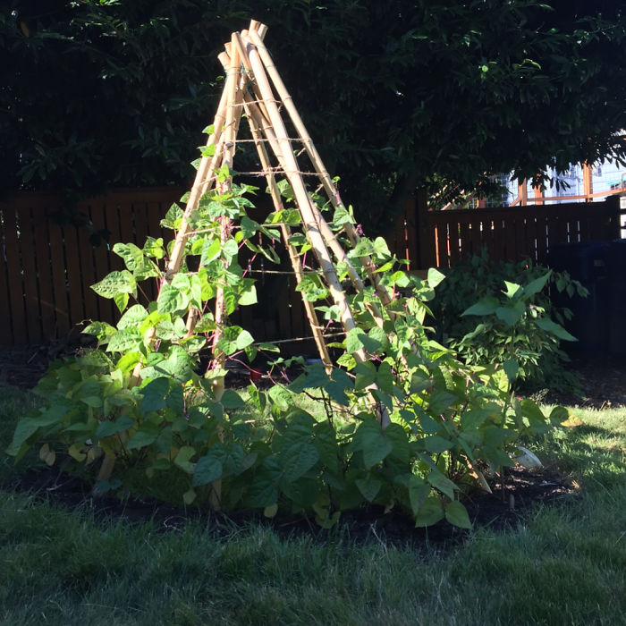 People Are Growing Magical Bean Pole Garden Tents For Their Kids