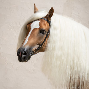 Cécile, The Pixel Nomad