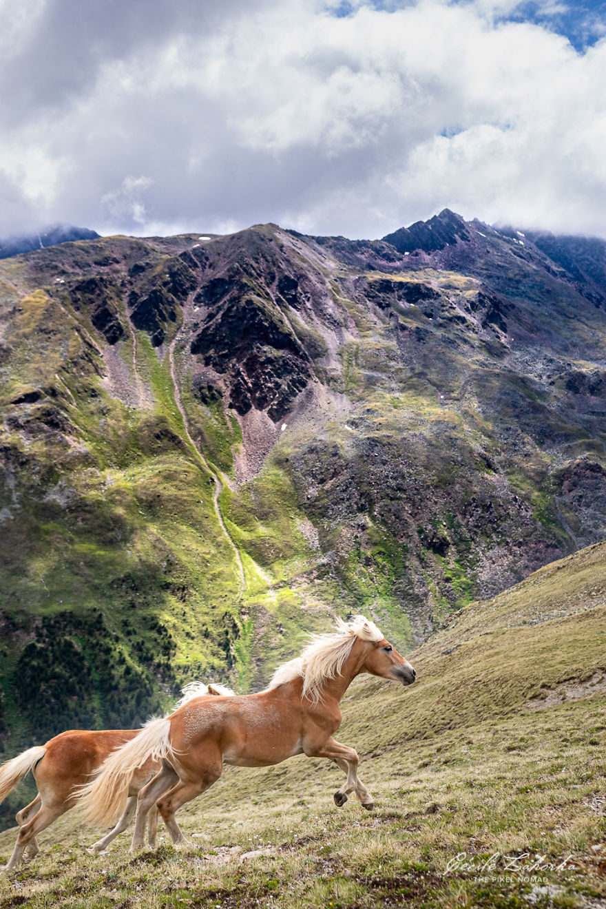 I Photograph Free Roaming Horses In Breathtaking Mountain Landscapes In The Alps (22 Photos)