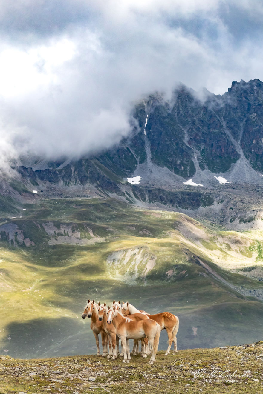 I Photograph Free Roaming Horses In Breathtaking Mountain Landscapes In The Alps (22 Photos)