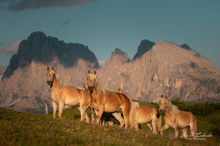 I Photograph Free Roaming Horses In Breathtaking Mountain Landscapes In The Alps (22 Photos)