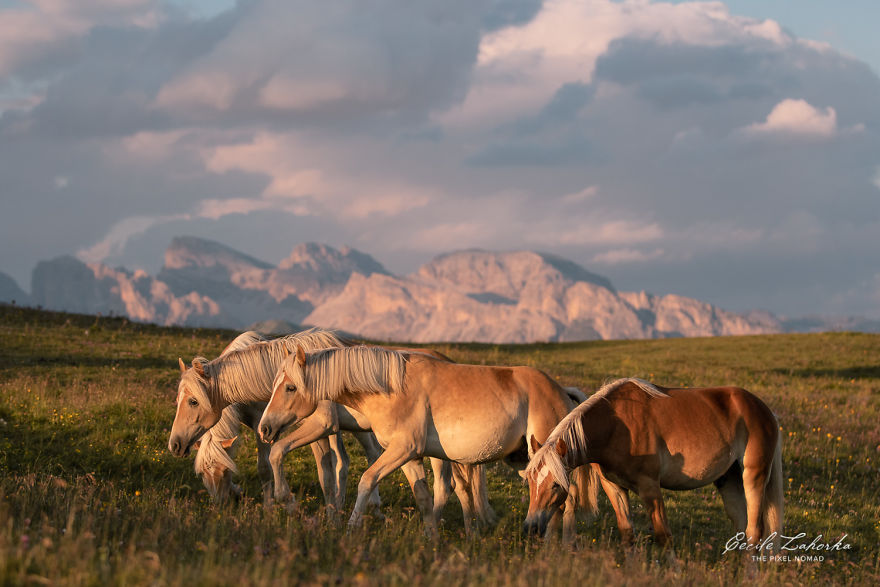 I Photograph Free Roaming Horses In Breathtaking Mountain Landscapes In The Alps (22 Photos)