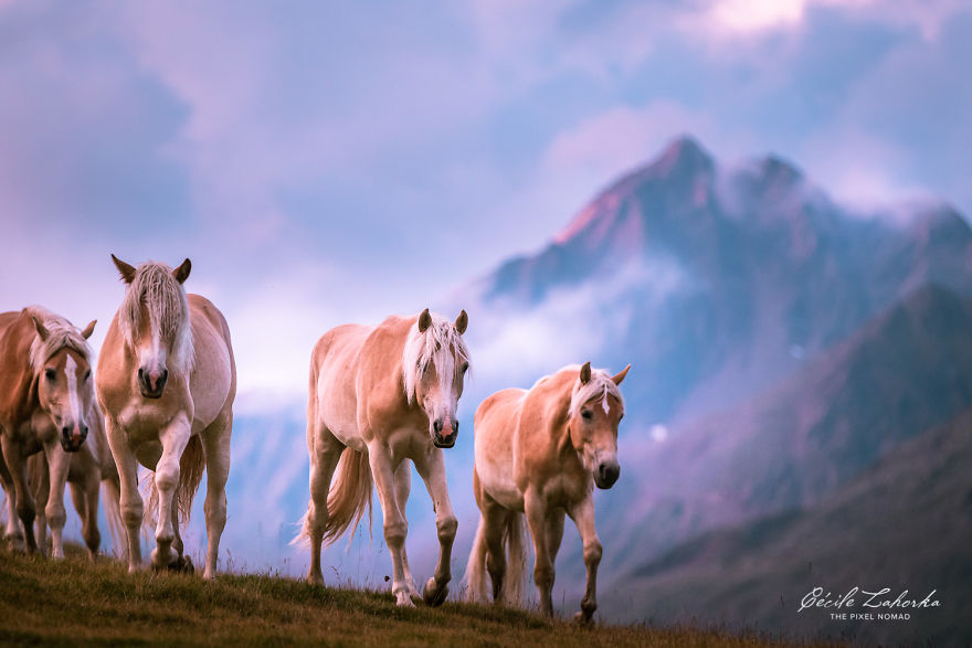 I Photograph Free Roaming Horses In Breathtaking Mountain Landscapes In The Alps (22 Photos)